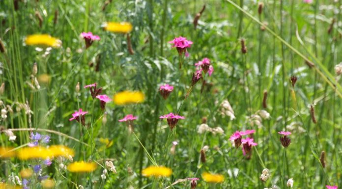 Wanderausstellung zur biologischen Vielfalt: Eröffnungsveranstaltung am 13. Oktober Wanderausstellung zur biologischen Vielfalt: Eröffnungsveranstaltung am 13. Oktober