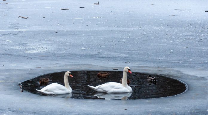 Betreten zugefrorener Gewässer lebensgefährlich, besondere Gefahren durch das Hochwasser Betreten zugefrorener Gewässer lebensgefährlich, besondere Gefahren durch das Hochwasser