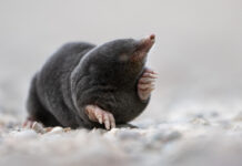 Fesselnde Foto-Reise durch die heimische Wildtierwelt – Vortrag am 03.04.2024 in der Wunstorfer Abtei Fesselnde Foto-Reise durch die heimische Wildtierwelt - Vortrag am 03.04.2024 in der Wunstorfer Abtei