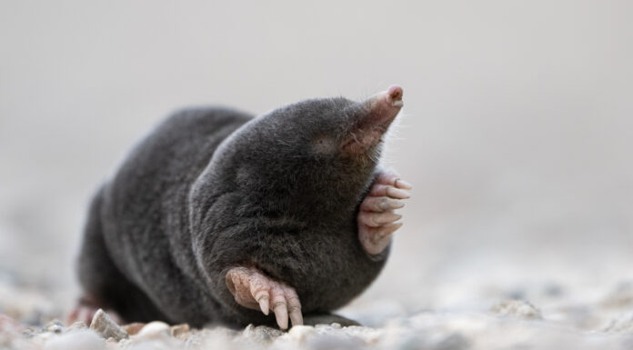 Fesselnde Foto-Reise durch die heimische Wildtierwelt – Vortrag am 03.04.2024 in der Wunstorfer Abtei Fesselnde Foto-Reise durch die heimische Wildtierwelt - Vortrag am 03.04.2024 in der Wunstorfer Abtei