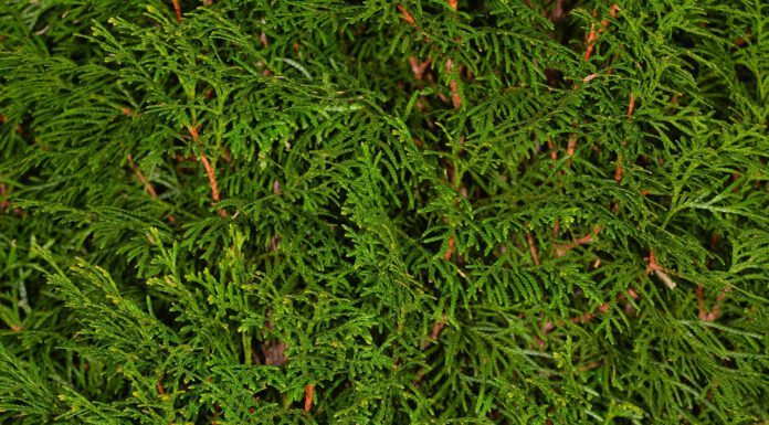 Öffnung der Grünannahme in Großenheidorn Öffnung der Grünannahme in Großenheidorn