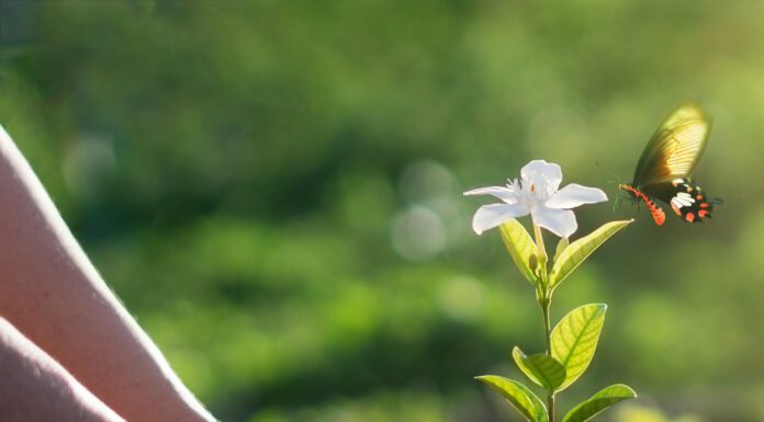aha Kompostmarkt in Wunstorf bietet am 25. März Naturdünger für Hobbygärtner aha Kompostmarkt in Wunstorf bietet am 25. März Naturdünger für Hobbygärtner