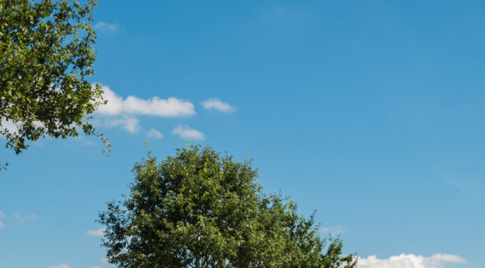 Schützenfest in Steinhude: Haltestelle entfällt Schützenfest in Steinhude: Haltestelle entfällt