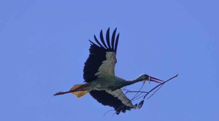 Saison-Bilanz 2024: Weißstorch-Boom in der Region Hannover setzt sich fort, Wunstorf auf Platz 1 Saison-Bilanz 2024: Weißstorch-Boom in der Region Hannover setzt sich fort, Wunstorf auf Platz 1