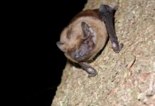 Fledermäuse – Jeder kann helfen, Lebensräume zu schützen und zu gestalten Fledermäuse - Jeder kann helfen, Lebensräume zu schützen und zu gestalten