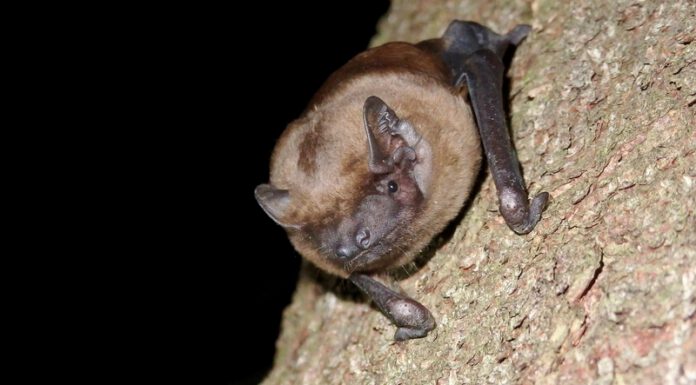 Fledermäuse – Jeder kann helfen, Lebensräume zu schützen und zu gestalten Fledermäuse - Jeder kann helfen, Lebensräume zu schützen und zu gestalten