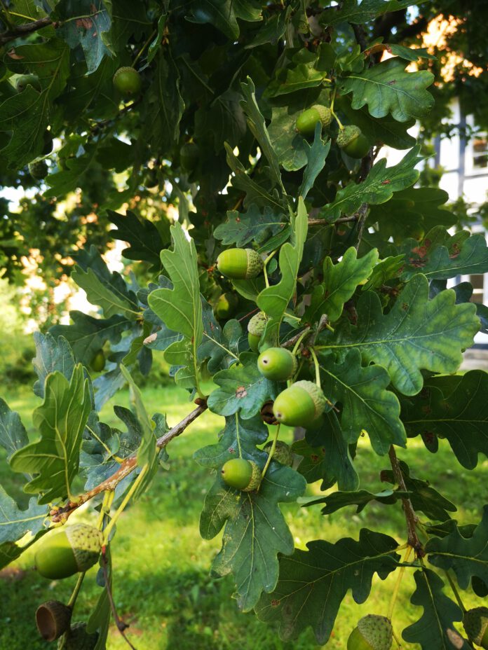 Vermehrte Astabbrüche bei Eichen - Bis Ende September besondere Vorsicht unter Eichen