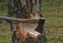 Dringende Baumfällarbeiten in Steinhude zur Gewährleistung der Verkehrssicherheit Dringende Baumfällarbeiten in Steinhude zur Gewährleistung der Verkehrssicherheit