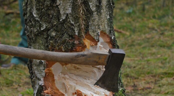 Dringende Baumfällarbeiten in Steinhude zur Gewährleistung der Verkehrssicherheit Dringende Baumfällarbeiten in Steinhude zur Gewährleistung der Verkehrssicherheit