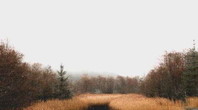 Projekte für die LEADER-Region Meer & Moor: Förderung für innovative Ideen Projekte für die LEADER-Region Meer & Moor: Förderung für innovative Ideen