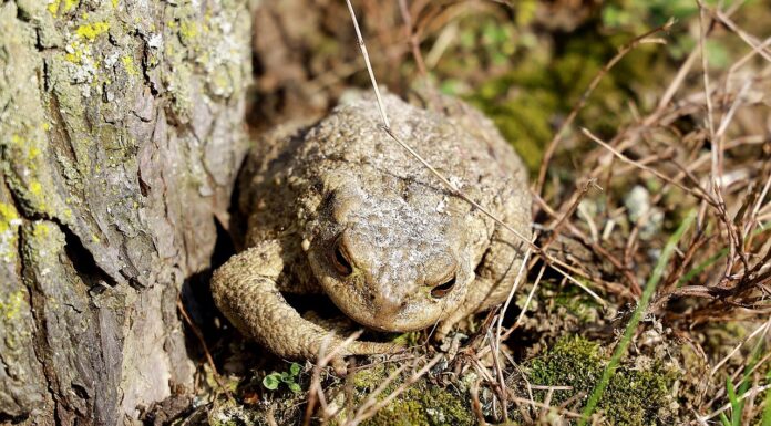 Zufahrt zur K340/K39 wegen Krötenwanderung vorübergehend gesperrt Die Krötenwanderung führt zur Vollsperrung der K340/K39. Informationen zu Umleitungen und Sperrzeiten sind verfügbar
