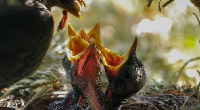 Leinenpflicht für Hunde ab 1. April zum Schutz der Wildtiere in der Brutzeit Die Leinenpflicht für Hunde ab 1. April schützt Wildtiere in der Brutzeit und erfordert Rücksichtnahme in der Natur