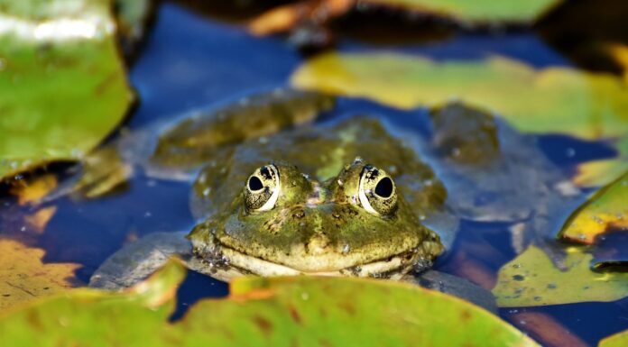 Vollsperrung der Willi-Langhorst-Straße während der Krötenwanderung Die Willi-Langhorst-Straße während der Krötenwanderung ist täglich zwischen 16 Uhr und 07 Uhr morgens voll gesperrt