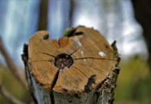 Notwendige Baumfällung im Bürgerpark am 06.05. Im Bürgerpark steht die Baumfällung im Bürgerpark bevor, um die Sicherheit der Öffentlichkeit zu gewährleisten