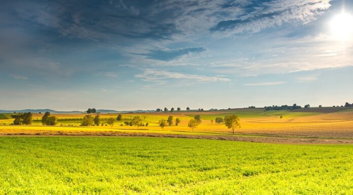 Raus in die Natur: Die VHS Hannover Land bietet Kurse für Gartengestaltung und und Erlebnisse in der Natur Die vhs Hannover Land bietet zahlreiche Kurse an, um raus in die Natur zu gehen und neue Fähigkeiten zu erlernen