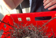 Ein bemerkenswerter Einsatz der Feuerwehr Bokeloh zeigt, wie wichtig Kleintierrettung durch Feuerwehr Bokeloh ist
