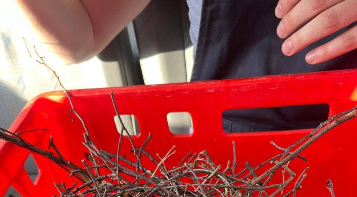 Kleintierrettung durch Feuerwehr Bokeloh: Jungvogel in liebevolle Hände übergeben Ein bemerkenswerter Einsatz der Feuerwehr Bokeloh zeigt, wie wichtig Kleintierrettung durch Feuerwehr Bokeloh ist