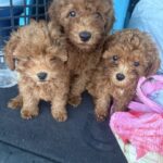 Erfolgreiche ROADPOL-Kontrollwoche zur Sicherheit im Straßenverkehr in der Region Hannover Die erfolgreiche Bilanz der ROADPOL-Kontrollwoche zeigt die Bedeutung von Verkehrssicherheit und Tierschutz in Hannover