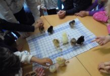 Ein Projekt in Wunstorf zeigt, wie Kinder mit Herz, Hand und Huhn die Tierwelt entdecken und dabei viel lernen
