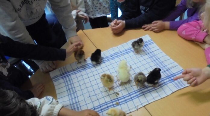 Entdeckungsreise in die Tierwelt – Kinder erleben Natur mit Herz, Hand und Huhn Ein Projekt in Wunstorf zeigt, wie Kinder mit Herz, Hand und Huhn die Tierwelt entdecken und dabei viel lernen