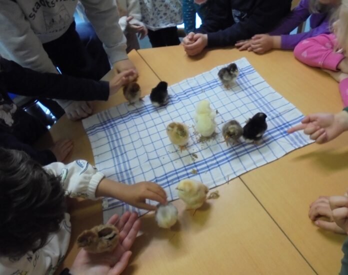 Küken zu Besuch im Johanniter Abenteurland Ein Projekt in Wunstorf zeigt, wie Kinder mit Herz, Hand und Huhn die Tierwelt entdecken und dabei viel lernen
