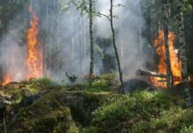 Die Waldbrandgefahr in Niedersachsen steigt aufgrund von Trockenheit und hohen Temperaturen. Niedersächsisches Ministerium und Landesfeuerwehrverband informieren