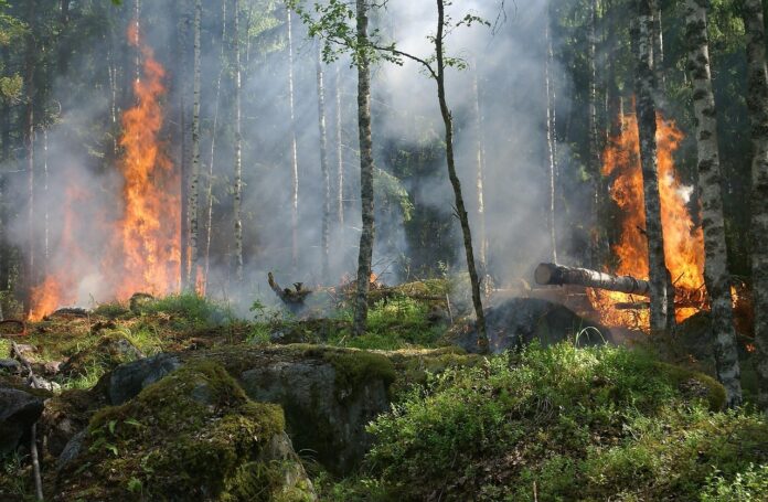 Die Waldbrandgefahr in Niedersachsen steigt aufgrund von Trockenheit und hohen Temperaturen. Niedersächsisches Ministerium und Landesfeuerwehrverband informieren