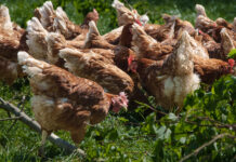 Geflügelpest in Niedersachsen – Tote Wildvögel nicht anfassen, Vorsicht ist geboten Geflügelpest in Niedersachsen - Tote Wildvögel nicht anfassen. Landwirtschaftsministerium warnt vor Kontakt mit kranken Tieren