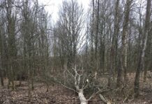 Baumfällungen im Winterhalbjahr: Kranke Bäume gefährden die Sicherheit Baumfällungen im Winterhalbjahr: Kranke Bäume gefährden die Sicherheit in Wunstorf. Fachliche Begründung und Abstimmung erfolgt