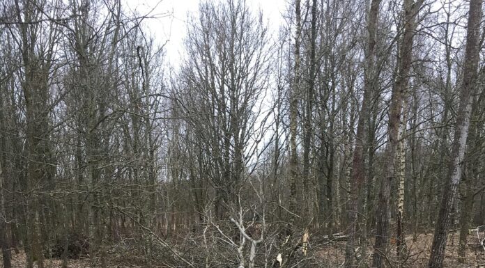 Baumfällungen im Winterhalbjahr: Kranke Bäume gefährden die Sicherheit Baumfällungen im Winterhalbjahr: Kranke Bäume gefährden die Sicherheit in Wunstorf. Fachliche Begründung und Abstimmung erfolgt