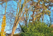 Kippgefährdete Hainbuche muss kurzfristig – am 13.11.2025 – gefällt werden Die kippgefährdete Hainbuche muss kurzfristig gefällt werden, um die Verkehrssicherheit in Steinhude zu gewährleisten