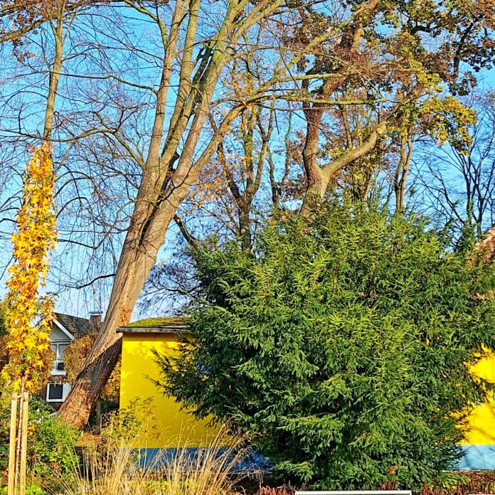 Die Hainbuche am Schmetterlingsmuseum ist kippgefährdet Die kippgefährdete Hainbuche muss kurzfristig gefällt werden, um die Verkehrssicherheit in Steinhude zu gewährleisten