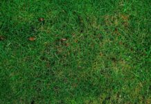 Schließung der Grünannahmestelle in Großenheidorn steht bevor Die Schließung der Grünannahmestelle in Großenheidorn steht bevor und verändert die Anlieferungsmöglichkeiten