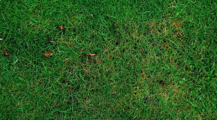 Schließung der Grünannahmestelle in Großenheidorn steht bevor Die Schließung der Grünannahmestelle in Großenheidorn steht bevor und verändert die Anlieferungsmöglichkeiten