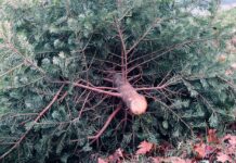 aha holt Weihnachtsbäume ab: Abfuhrtermine im Umland der Region Hannover aha holt Weihnachtsbäume ab: Abfuhrtermine im Umland der Region Hannover stehen fest. Abholung an Abfuhrtagen des Biomülls.