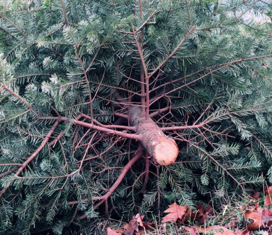 aha holt Weihnachtsbäume ab: Abfuhrtermine im Umland der Region Hannover aha holt Weihnachtsbäume ab: Abfuhrtermine im Umland der Region Hannover stehen fest. Abholung an Abfuhrtagen des Biomülls.