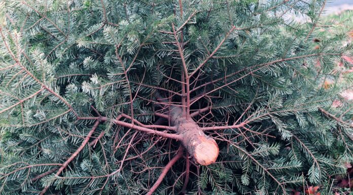 aha holt Weihnachtsbäume ab: Abfuhrtermine im Umland der Region Hannover aha holt Weihnachtsbäume ab: Abfuhrtermine im Umland der Region Hannover stehen fest. Abholung an Abfuhrtagen des Biomülls.