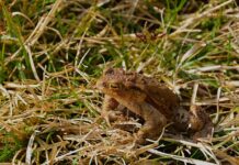 Temporäre Straßensperrungen wegen Amphibienlaichwanderungen ab 27.02.2026 Temporäre Straßensperrungen wegen Amphibienlaichwanderungen ab Freitag, um die Tiere zu schützen und den Verkehr zu lenken