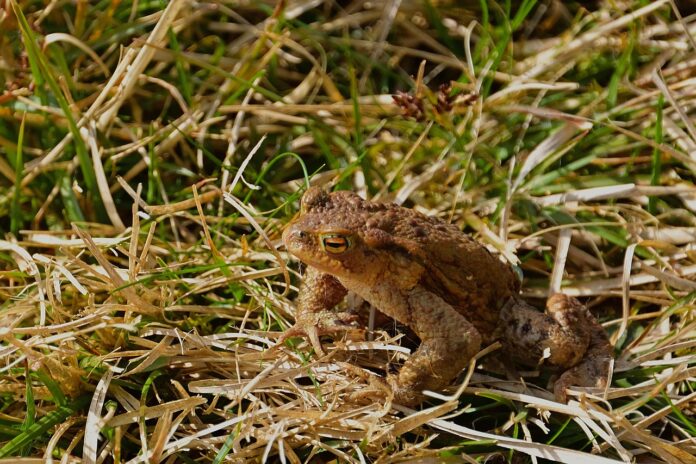 Temporäre Straßensperrungen wegen Amphibienlaichwanderungen ab Freitag Temporäre Straßensperrungen wegen Amphibienlaichwanderungen ab Freitag, um die Tiere zu schützen und den Verkehr zu lenken