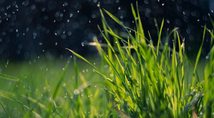 Grünannahme in Großenheidorn öffnet nach Winterschließung wieder ihre Pforten Grünannahme in Großenheidorn öffnet nach Winterschließung am 18. März 2026 wieder für Anlieferungen von Rasenschnitt