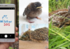 Wildtier in Not? Was tun? – Hilfe für Helfende, App für Wildtiere in Not bietet schnelle Unterstützung Die App Wildtier-SOS bietet schnelle Hilfe für Wildtiere in Not und unterstützt bei der richtigen Ansprechperson