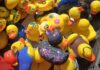 Entenrennen am 20.06.2026 – Entenverkauf auch auf dem Wochenmarkt in Wunstorf Entenverkauf auch auf Wochenmarkt in Wunstorf: Am 22. Mai 2026 gibt es vor dem Rathaus Rennenten im Vorverkauf für 3 Euro