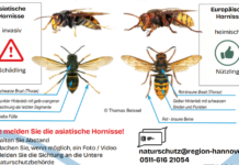 Asiatische Hornisse erkennen – auch hier in Wunstorf Asiatische Hornisse erkennen in Wunstorf: Die Stadt erklärt auf ihrer Naturschutz-Seite, wie Sichtungen richtig gemeldet werden