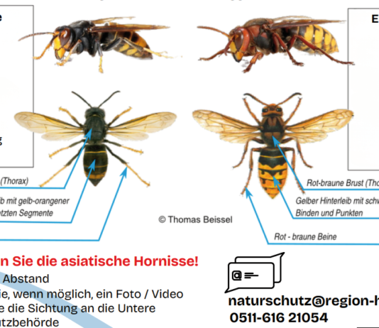Asiatische Hornisse erkennen – auch hier in Wunstorf Asiatische Hornisse erkennen in Wunstorf: Die Stadt erklärt auf ihrer Naturschutz-Seite, wie Sichtungen richtig gemeldet werden