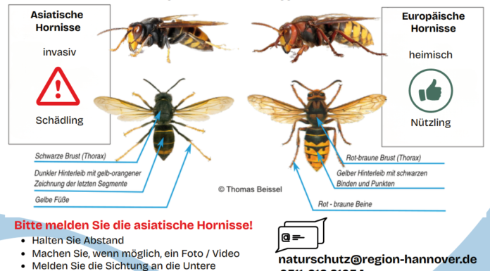 Asiatische Hornisse erkennen – auch hier in Wunstorf Asiatische Hornisse erkennen in Wunstorf: Die Stadt erklärt auf ihrer Naturschutz-Seite, wie Sichtungen richtig gemeldet werden