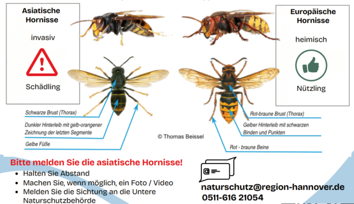 Asiatische Hornisse erkennen in Wunstorf Asiatische Hornisse erkennen in Wunstorf: Die Stadt erklärt auf ihrer Naturschutz-Seite, wie Sichtungen richtig gemeldet werden