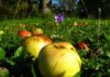 Woche der Natur auf der Streuobstwiese in Wunstorf Woche der Natur auf der Streuobstwiese in Wunstorf: Am 27. Juni gibt es an der Mühlenkampstraße Naturwissen