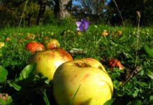 Woche der Natur auf der Streuobstwiese in Wunstorf Woche der Natur auf der Streuobstwiese in Wunstorf: Am 27. Juni gibt es an der Mühlenkampstraße Naturwissen