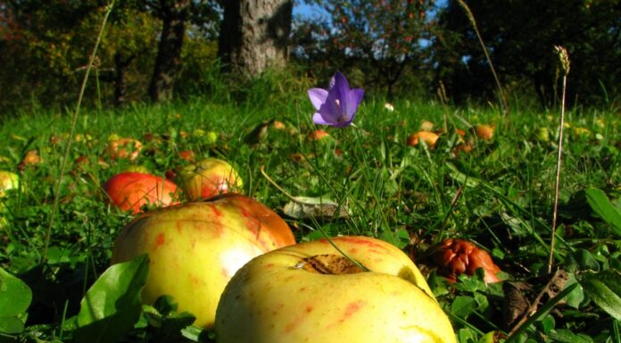 Woche der Natur auf der Streuobstwiese in Wunstorf Woche der Natur auf der Streuobstwiese in Wunstorf: Am 27. Juni gibt es an der Mühlenkampstraße Naturwissen