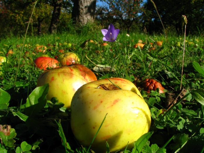 Woche der Natur auf der Streuobstwiese in Wunstorf Woche der Natur auf der Streuobstwiese in Wunstorf: Am 27. Juni gibt es an der Mühlenkampstraße Naturwissen